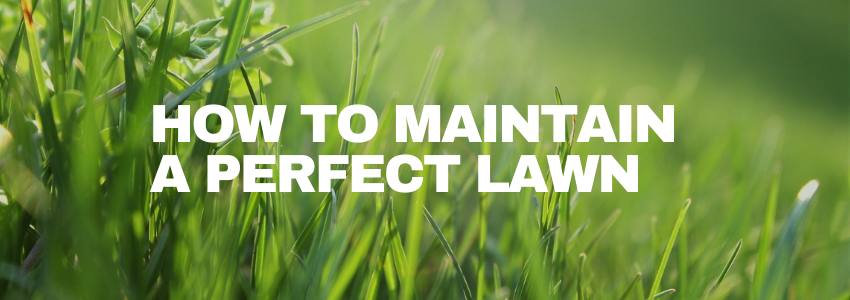 How To Have A Perfect Lawn